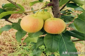 岁岁枯荣秋风渐近，繁华落尽百草生图片