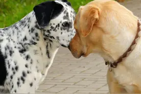 狗狗交配需要多长时间？可以将它们分开吗？图片