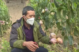 种出人参果 大棚变“宝盆”图片