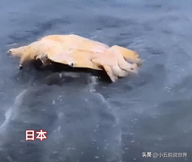 美国开始怕了：日本千叶出现海龟尸体，难道是核污水杀死的？