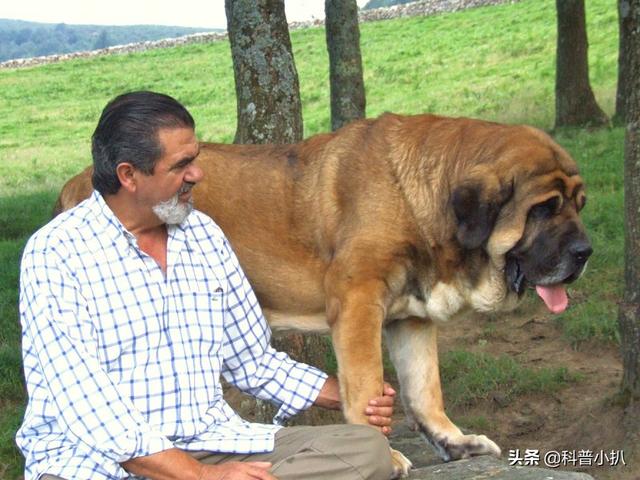 世界上最重的狗子：藏獒被取经却屈居第3名，前2名都是什么来头？