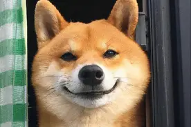 狗子爱咬主人的手，我们怎么做，能纠正这个坏习惯？图片