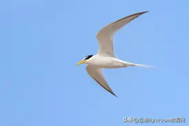 4个简单的鸟类摄影技巧，让你寻找最佳的拍摄角度图片