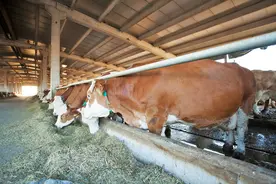 育肥牛快速育肥牛的饲料配方，牛怎么喂才能肥得快图片