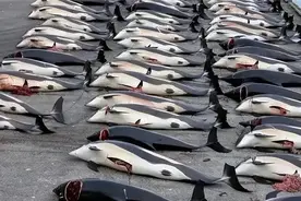 日本为何坚持捕杀鲸鱼？并非为吃肉，真正意图值得世界各国警惕图片