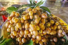 “果中之宝”之黄皮果图片