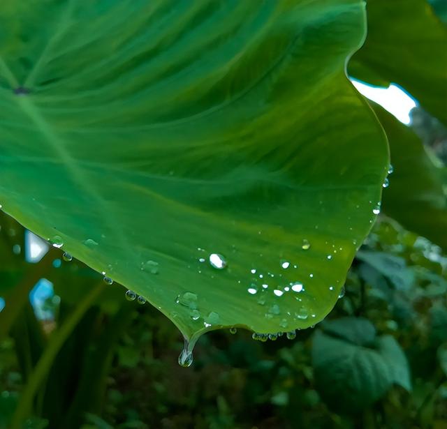 「诗词鉴赏」夏天的那场大雨，那些大雨的诗词，大气磅礴雄阔壮观
