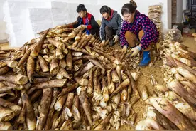 竹林里的美食，“越挖越多”，冬笋价格涨40%，北方人还不会吃？图片