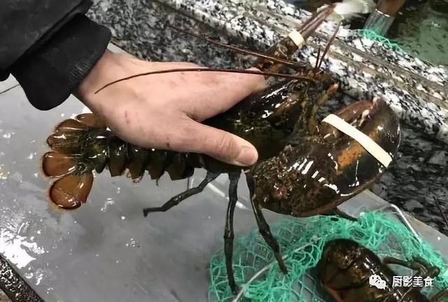 什么海鲜胶原蛋白最多 2025年海鲜含有胶原蛋白吗