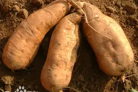 穿越知识大盘点之——番薯图片