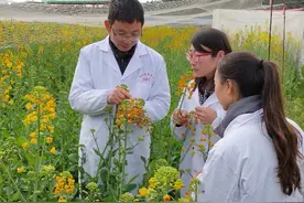 如何提高油菜产量？机械化收获下，晚播和播量的影响很重要图片