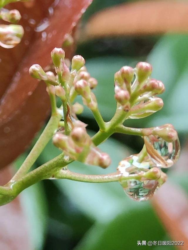 （情感美文）记忆深处的一块糖