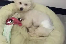 小狗趁主人不在家误食6颗布洛芬，狗主人：从吃到催吐不过2小时，幸好有一半白色颗粒没有消化图片