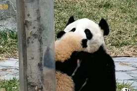 太治愈了 #大熊猫宝宝和妈妈温馨互动图片