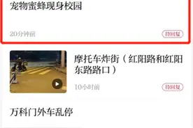 蜜蜂化身“宠物”现身校园，家长：很担心图片