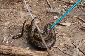 “1、2、3、4、5、6……”这回捅了“巨蟒”窝！图片