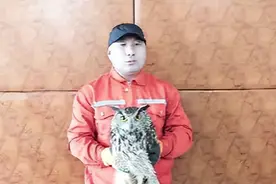 解救！黑龙江依七高速公路隔离栅栏上挂着一只雕鸮图片