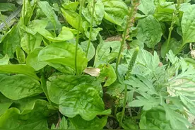 古人称它为“肝之草”，农村路边有不少，老人见到就挖，极为重视图片