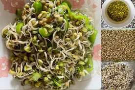 上海人的优缺点图片