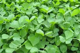 春天的美食:草头(又叫苜蓿)图片