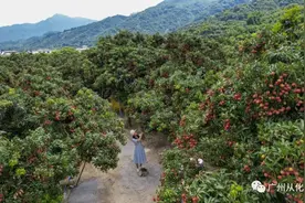 从化“佳荔”有哪些？这个夏天约你一起去品尝～图片
