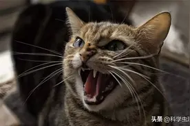 公猫为什么非要长倒刺，来刮伤母猫？人类和它们有什么区别？图片