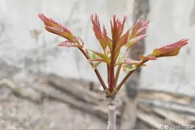 看似香椿却满身是刺，俗称“鸟不落”,农村人爱吃，价格不输香椿图片