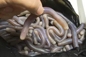 广东“四大怪菜”当地人的心头爱，外地人面露难色，直呼下不去嘴图片