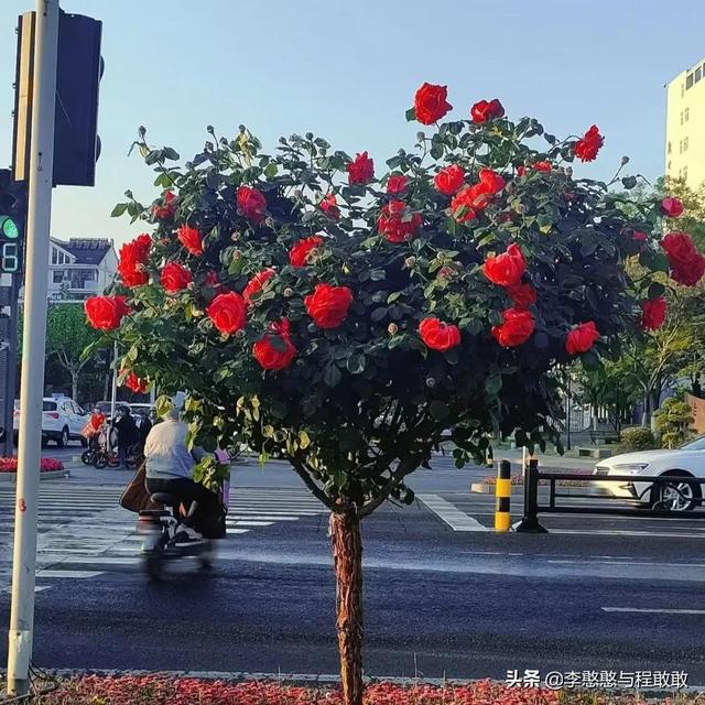 ʺϷȦĸİ