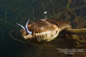 深潭巨蟒11：我们一起找巨蟒的老巢图片