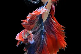 八种观赏鱼比较皮实，有的不用加热棒也能养图片