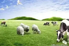 牛、羊寄生虫病的诊治：肺丝虫病图片
