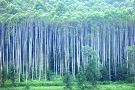 被称为“断子绝孙树”，桉树真的有毒吗？为什么广西现在还在种？图片