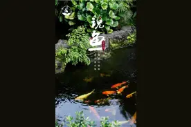 适合50小缸养的观赏鱼，看看那些鱼儿在榜上？图片