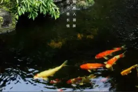 适合50小缸养的观赏鱼，看看那些鱼儿在榜上？图片