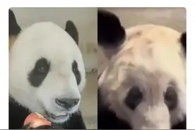 丫丫：长公主丫丫重生了。图片