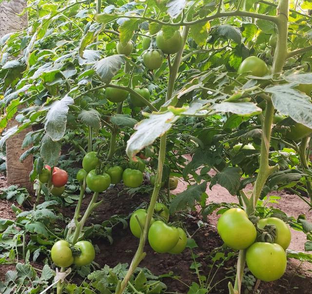 如何同时补充氨基酸、硼、钙三元素，提高蔬菜产量及品质？