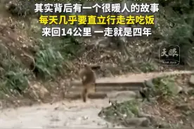 贵州黔灵山网红猴“来福”受伤，网友质疑不救治，喂养大姐回应了图片