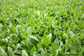 二月份哪些蔬菜该育苗？哪些该种植？早做准备，别延误播期图片