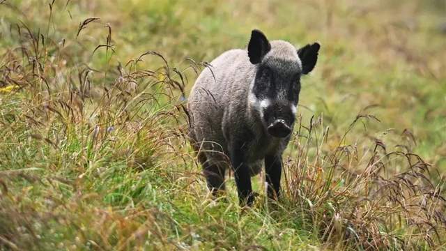 四川省民生研究会新媒体中心-官网