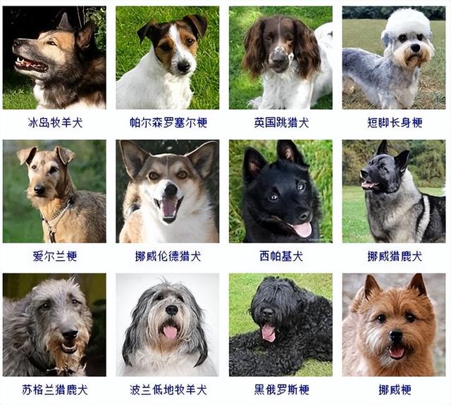 狗狗品种大全(带图片)，各位铲屎君快来对比收藏一下!