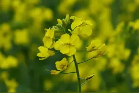 如何自学通过初级会计考试？图片