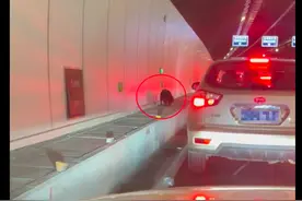 狗生活在隧道半年了，无数人投食却没人救，得知“死讯”后终行动图片