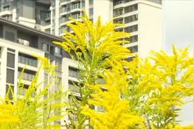 上报！女子在贵阳路边发现“恶魔之花”恶魔之花卷土重来了吗？图片