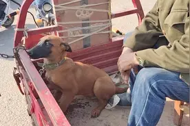 马犬不愿和主人分开，只能不停握手，老人：孙子太小，儿媳不让喂图片