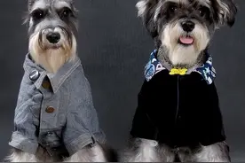 为什么越来越多人养雪纳瑞？这6个优势，看了不选都不行图片