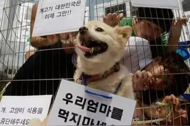 一年吃200万只狗，世界最大狗肉市场，韩国人为啥对吃狗情有独钟图片