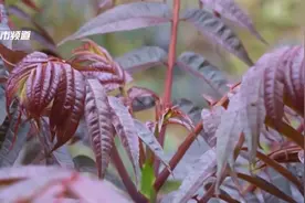 香椿酱 留住春天的味道图片