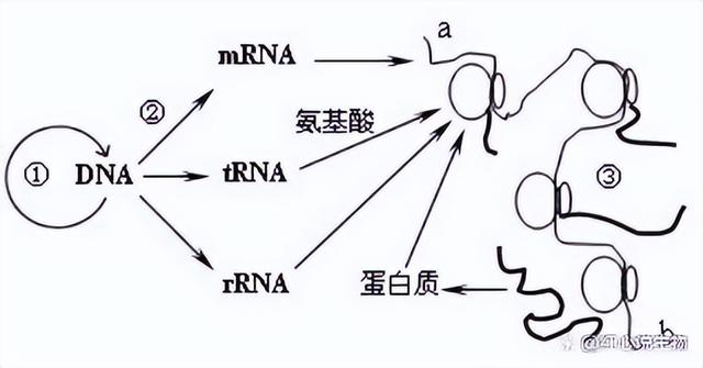 高中生物-基因的本质与表达