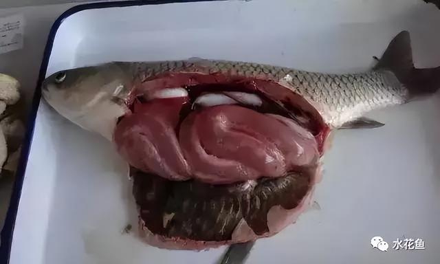 简析疑难杂症——鱼类败血症的防控：难治的集多症状于一身的鱼病